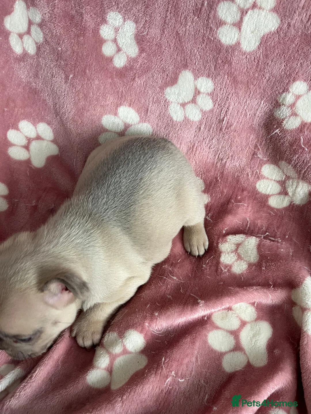 French Bulldog dogs for sale: 2 male French bulldog puppies - Advert 1