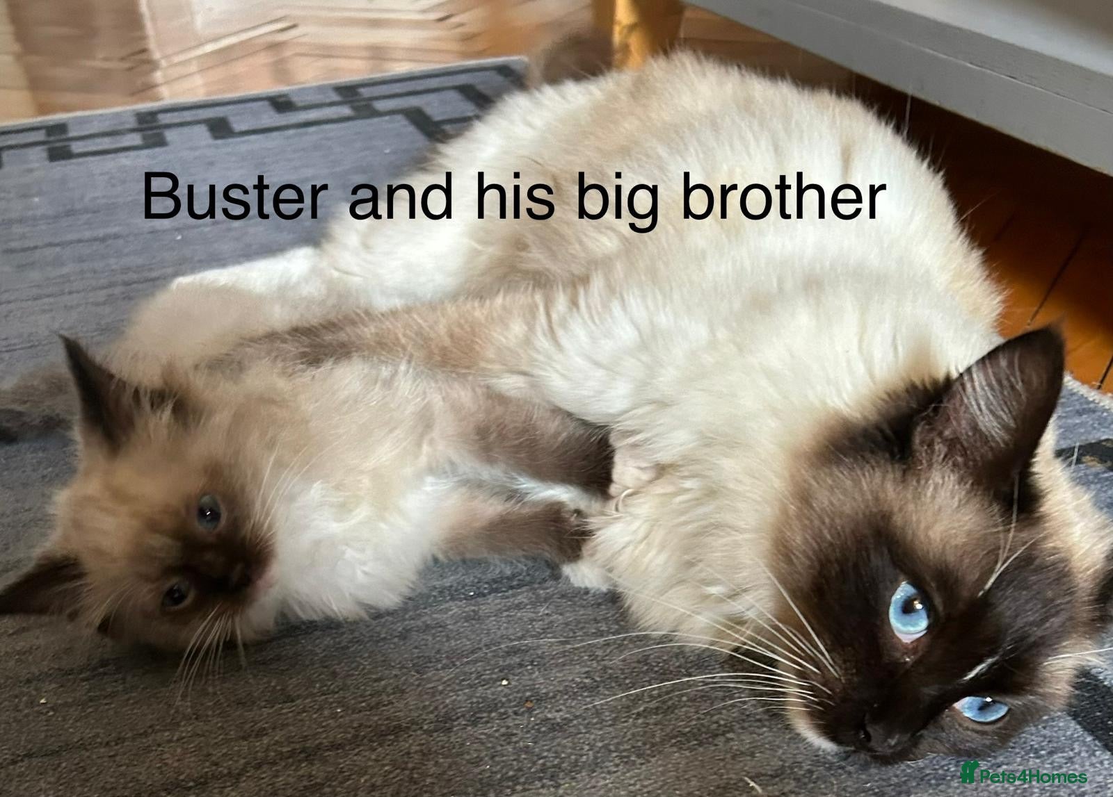 Ragdoll cats Ragdoll boys  - Advert 14
