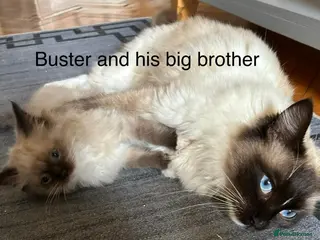 Ragdoll cats Ragdoll boys - Advert 14