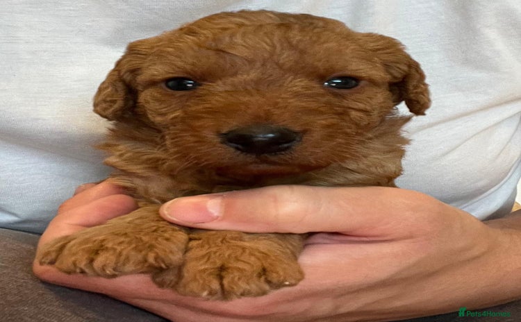 Labradoodle dogs - Advert 11