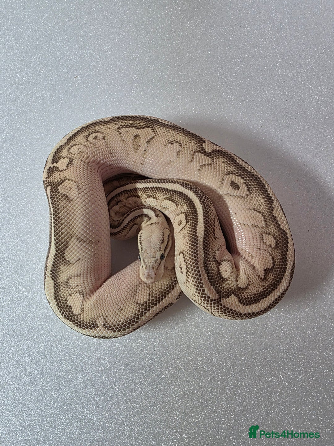 Snake reptiles for sale: Ball pythons  - Advert 20