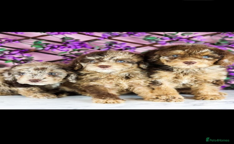 Cockapoo dogs - Advert 14