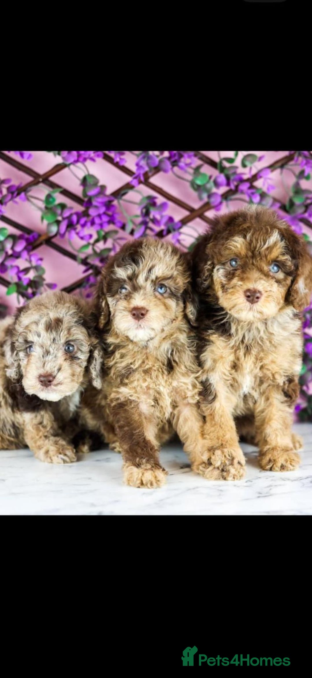 Cockapoo dogs for sale: F1 Toy Cockapoos - Image 9
