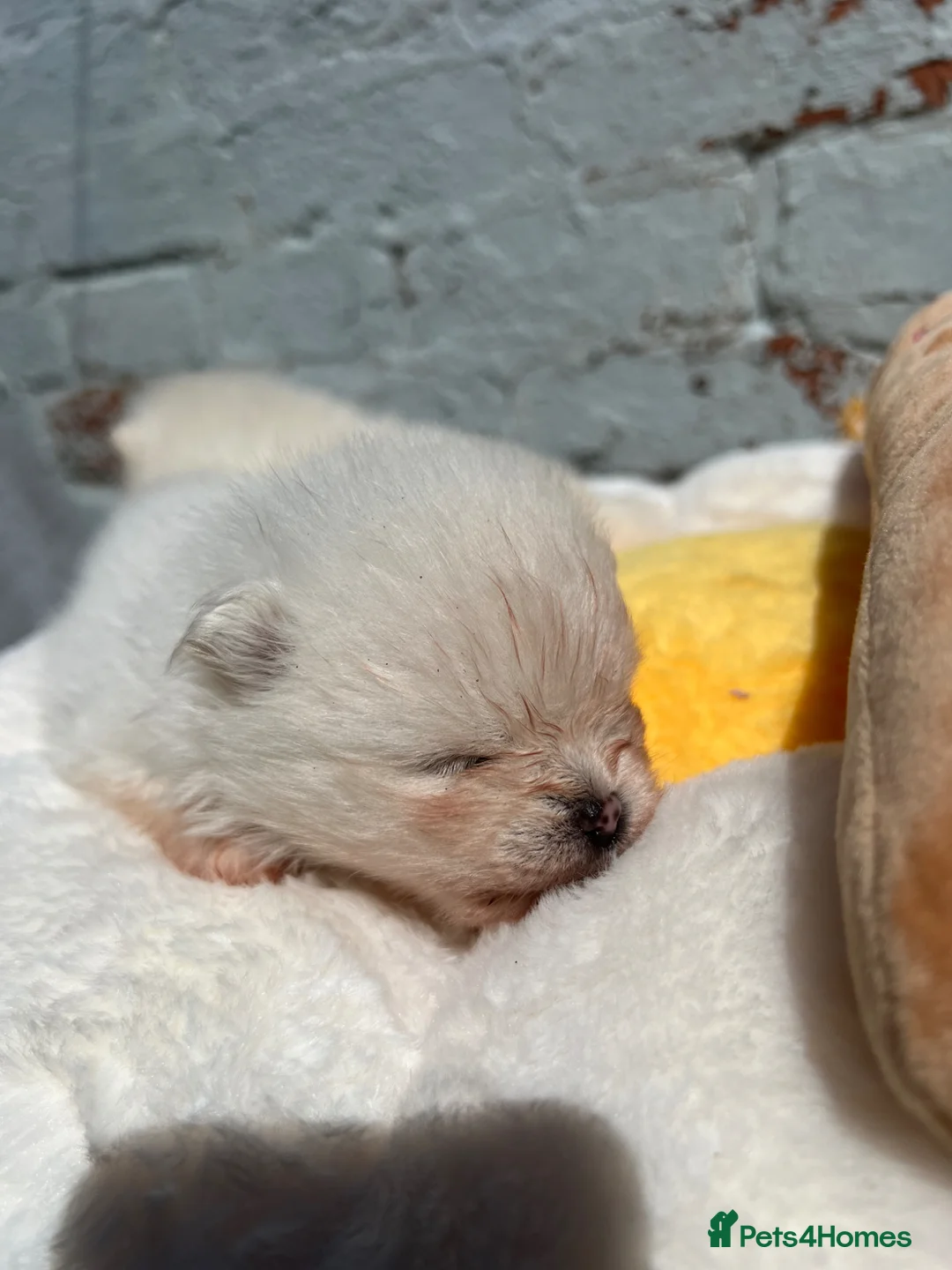 Pomeranian dogs for sale:     Luxury White Pomeranian Puppies  - Advert 13