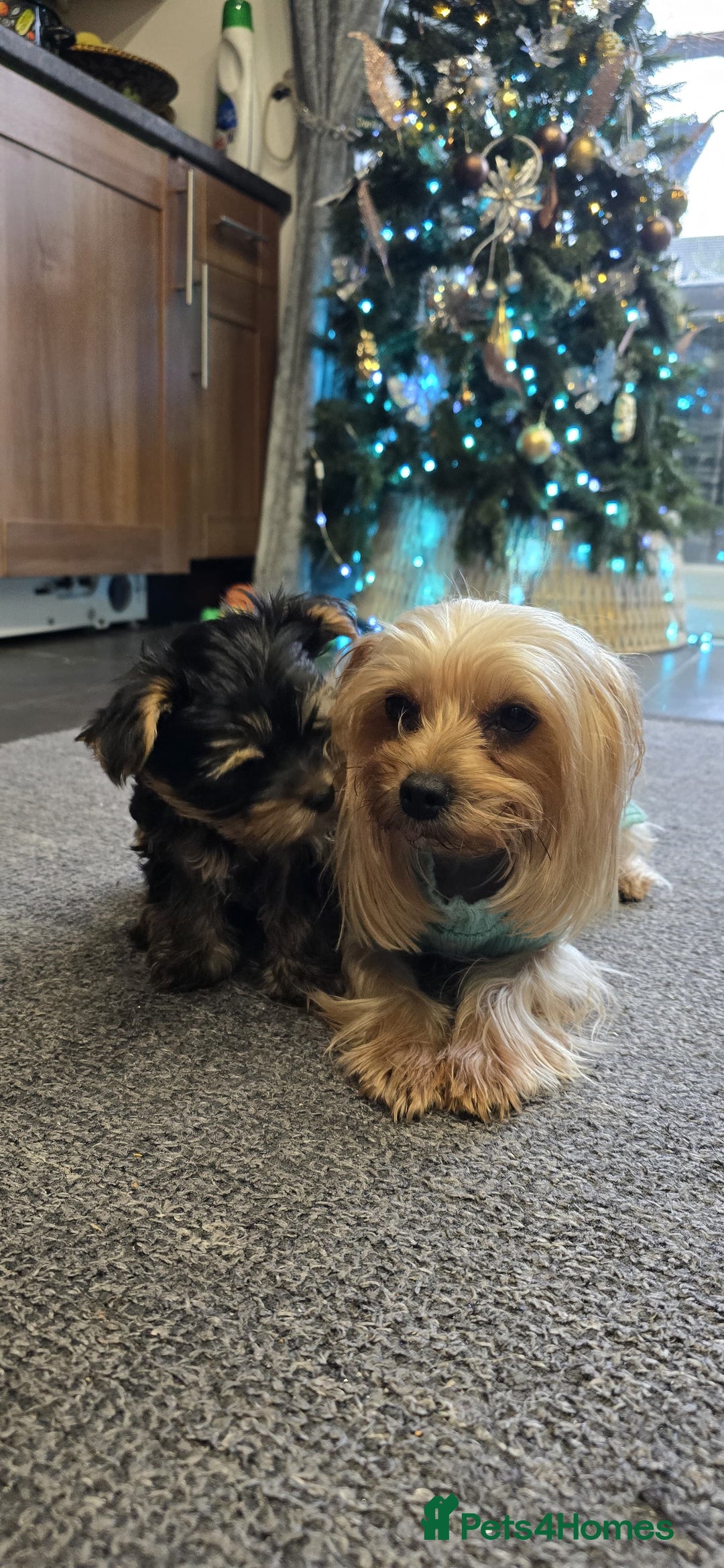 Yorkshire Terrier dogs for sale: Adorable Yorkie Puppies Ready 4 Their Forever Home - Advert 3