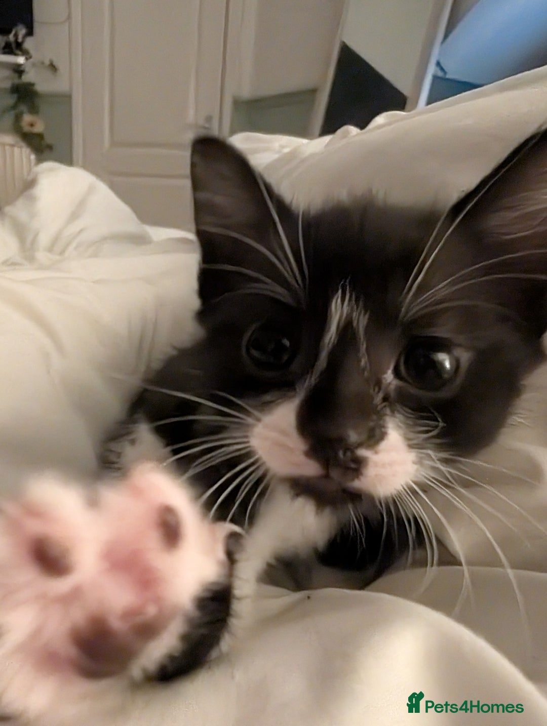 Mixed Breed cats for sale: Cuddly Female Kitten - Advert 3