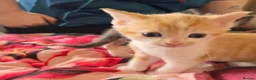 Mixed Breed cats for sale: Gorgeous kittens - Advert 5