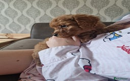 Cavapoochon dogs for sale: Cavapoochon puppies available  - Image 23