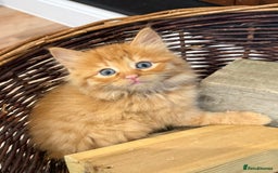 Mixed Breed cats for sale: Ready now! 6 beautiful kittens - Advert 10