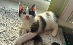 Mixed Breed cats for sale: Ginger,Tortoiseshell, Tuxedo Kittens Sale London  - Advert 14