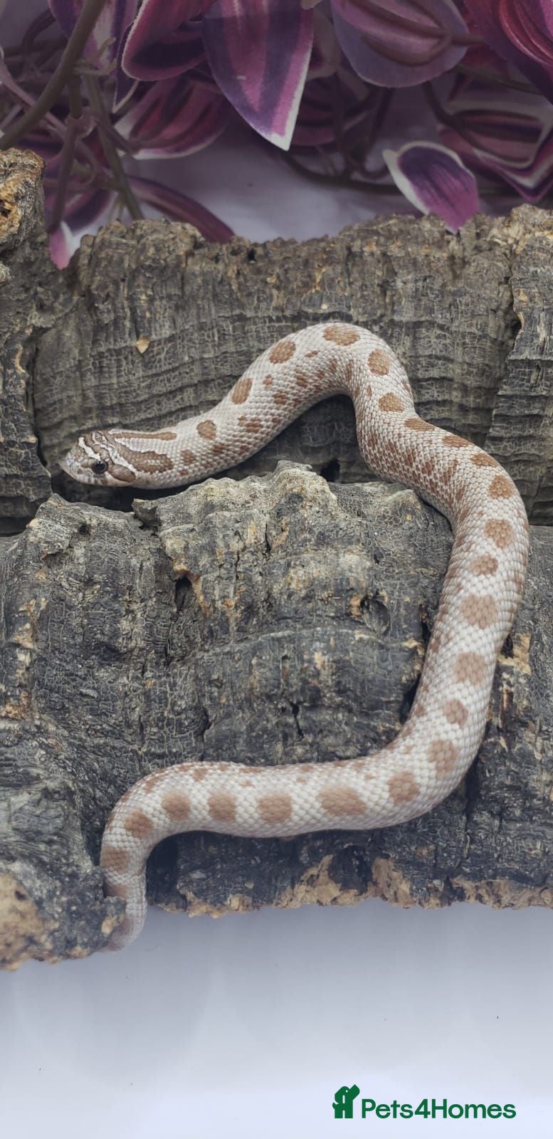 Snake reptiles Baby western hognoses from £200  - Advert 9