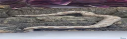 Snake reptiles for sale: Baby western hognoses from £200  - Advert 2