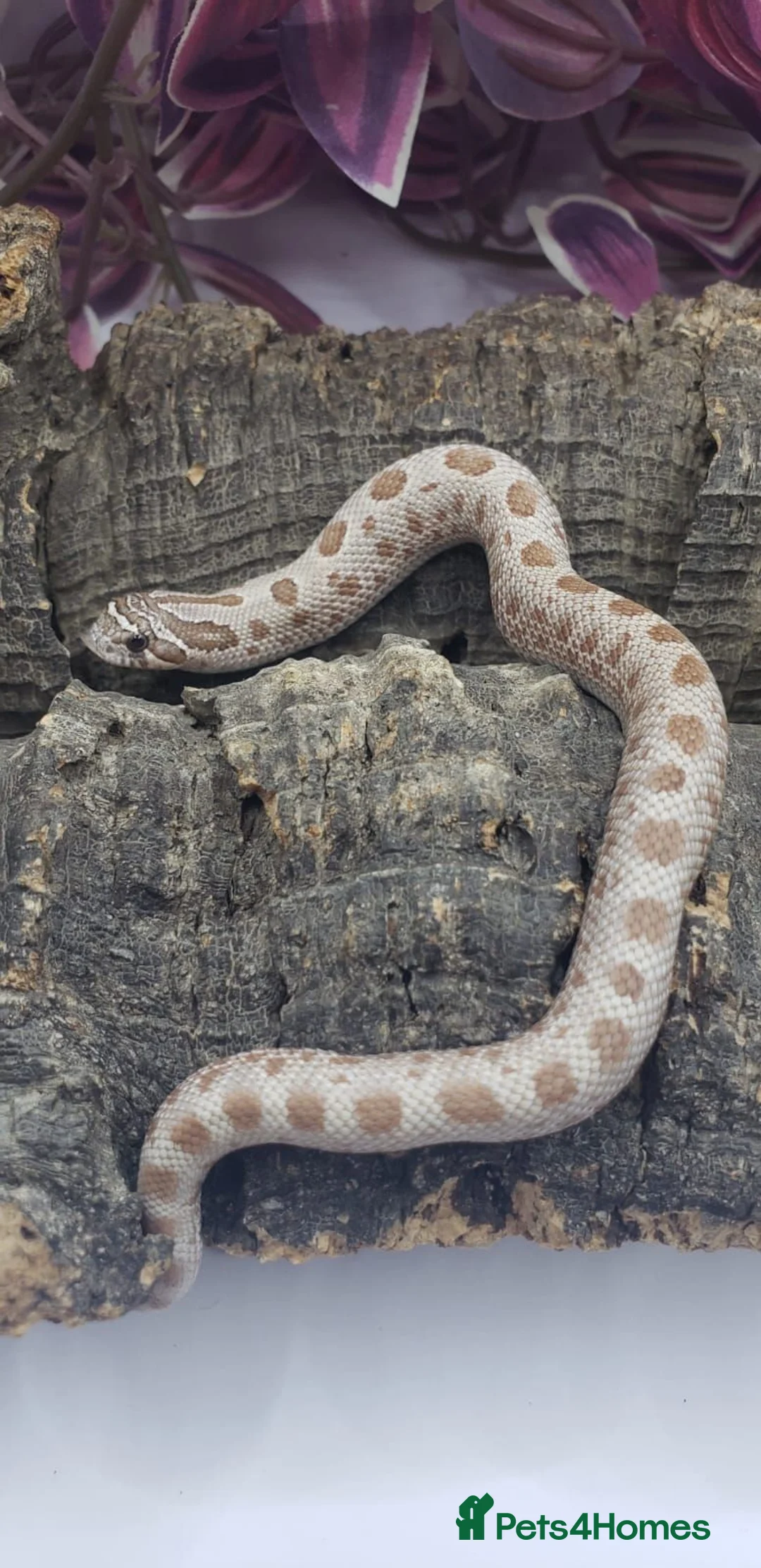 Snake reptiles for sale: Baby western hognoses from £200  - Advert 2