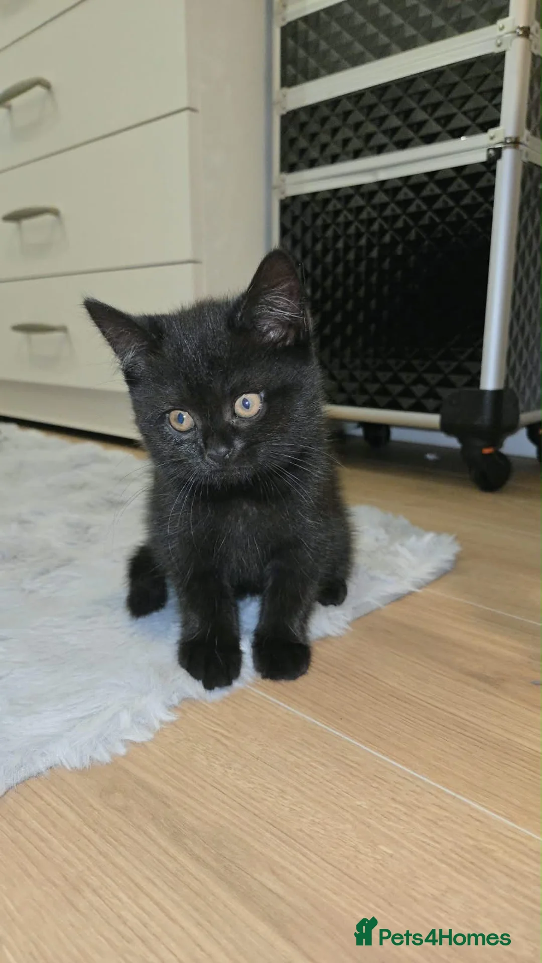 Scottish Fold cats for sale: Scottish straight - Advert 2