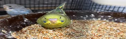 Budgerigars birds for sale: Budgies split bf - Advert 4