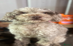 Labradoodle dogs for sale: Miniature labradoodles  - Image 7