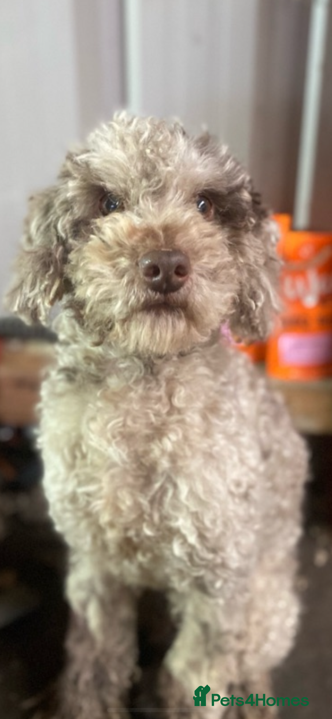 Labradoodle dogs for sale: Miniature labradoodles  - Image 7