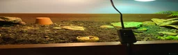 Tortoise reptiles for sale: Bowser the Russian tortoise  - Advert 4