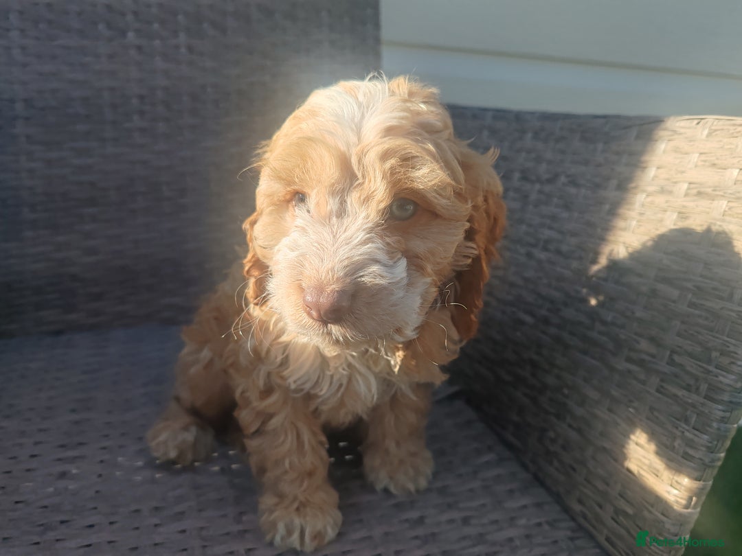 Cockapoo dogs for sale: Cockapoo puppies - Image 4