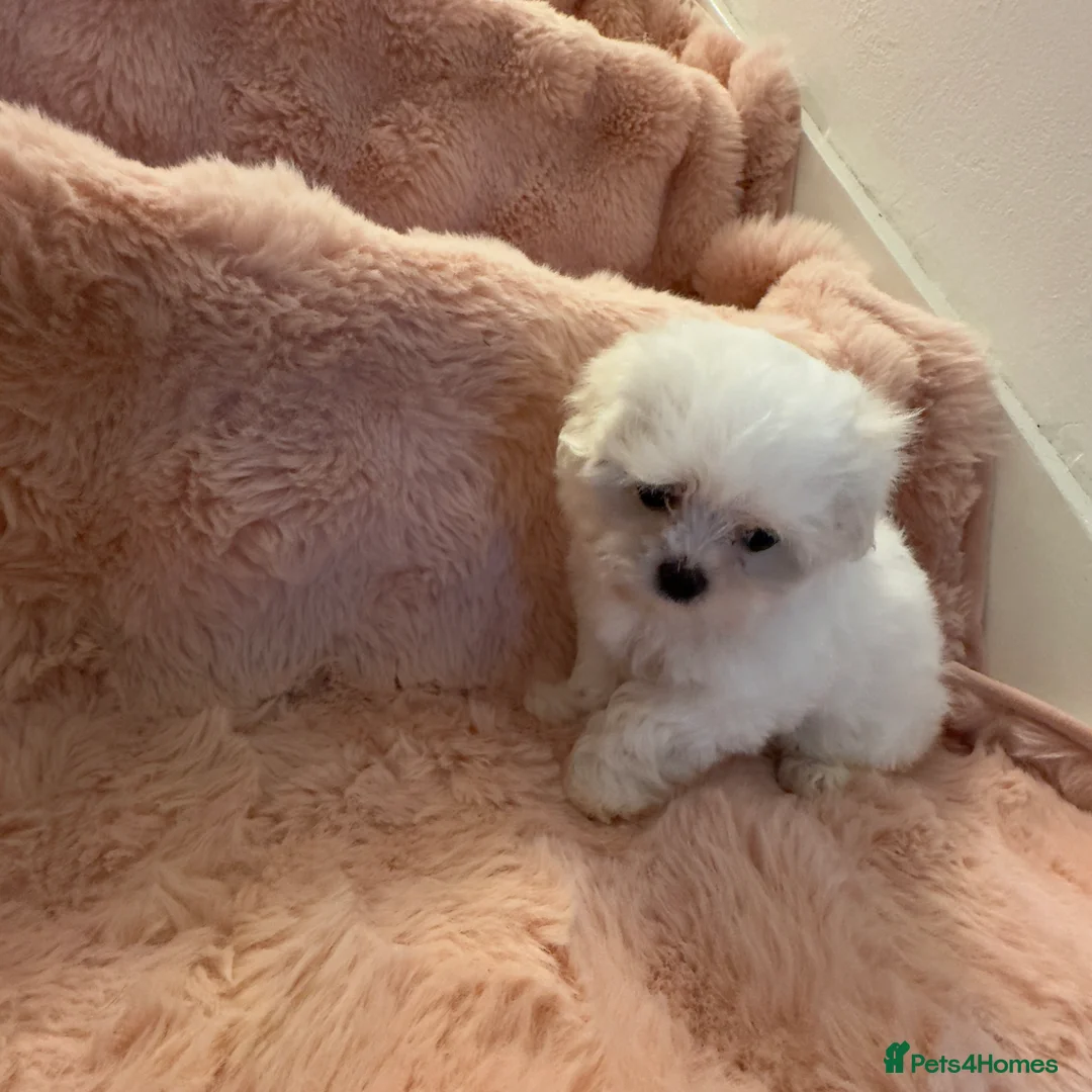 Maltese dogs for sale: Korean Maltese puppy’s available  - Advert 13
