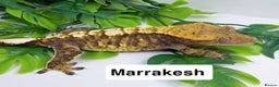 Gecko reptiles for sale: Crested geckos  - Advert 4