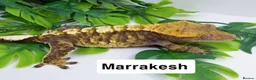 Gecko reptiles for sale: Crested geckos  - Advert 3