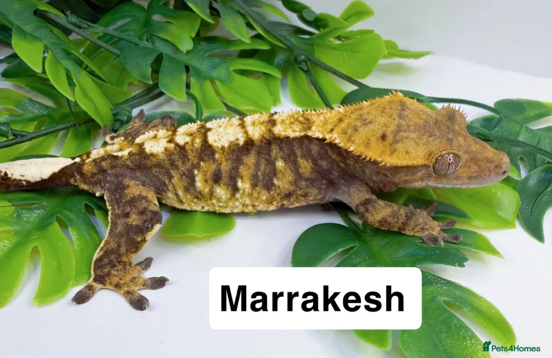Gecko reptiles for sale: Crested geckos  - Advert 3