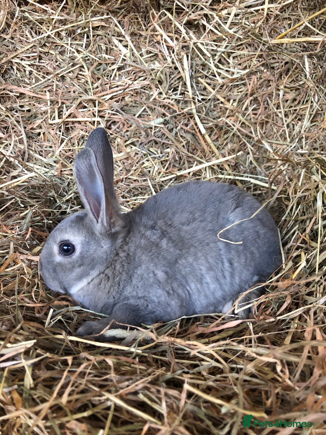 Rex rabbits for sale: Beautiful Pure Breed Velvet Mini Rex babies 🐰  - Advert 23