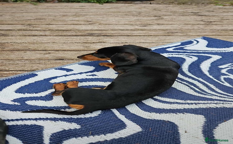 Miniature Dachshund dogs - Advert 14