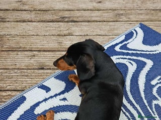 Miniature Dachshund dogs - Advert 17