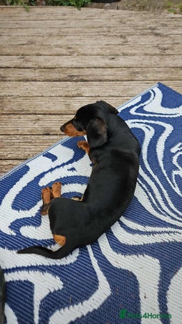 Miniature Dachshund dogs - Advert 16