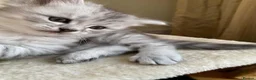 Siberian cats for sale: Siberian x Siberian Neva Masquerade Kittens - Advert 8