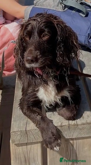 Cockapoo dogs Miniature f1 cockerpoo’s  - Advert 2