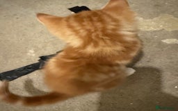 Mixed Breed cats for sale: Beautiful kittens for sale  - Image 11