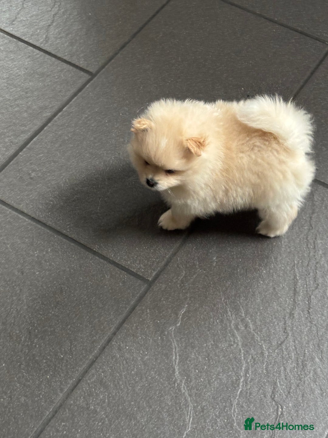 Pomeranian dogs for sale:  Pomeranians pups ready to go on 31st dec  - Advert 17