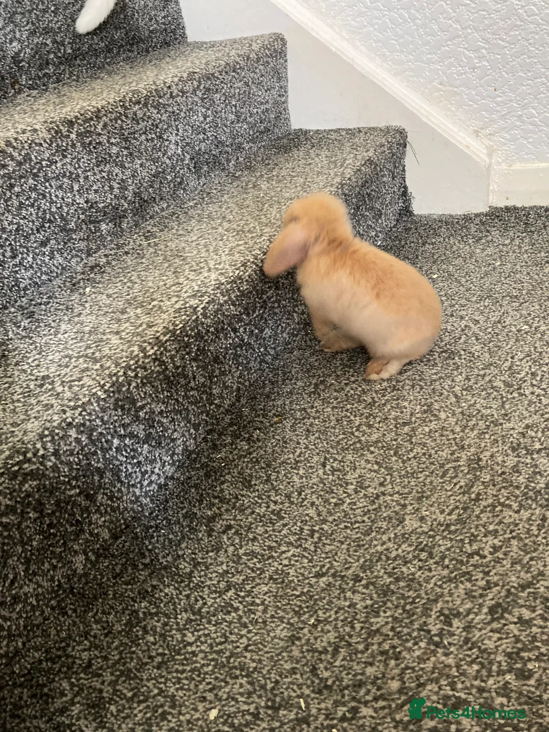 Mini Lop rabbits for sale: Tux and Caramel need rehoming - Advert 6