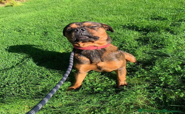 Mixed Breed dogs - Advert 2