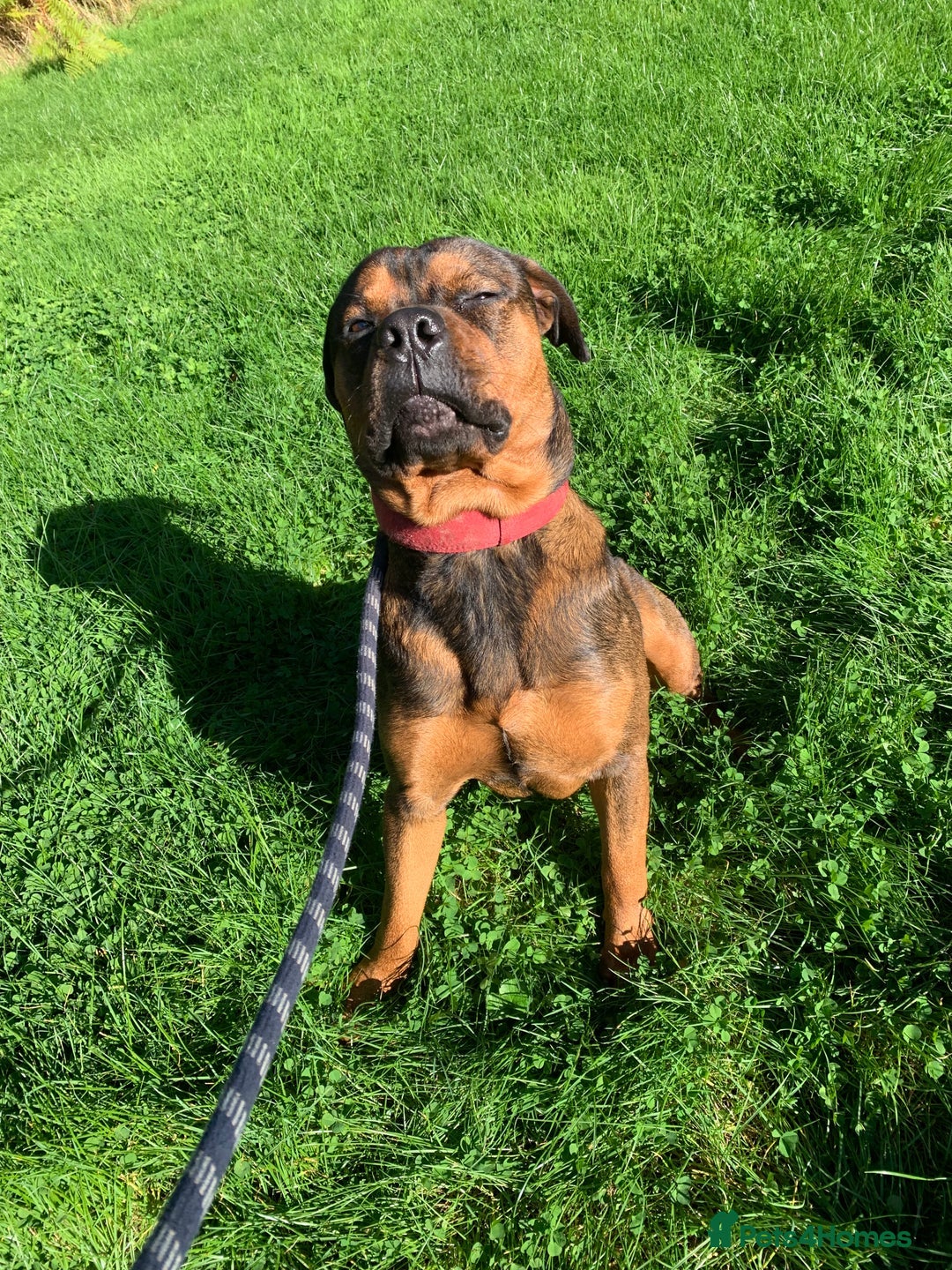 Mixed Breed dogs for sale: 10 month old rottweiler x  - Image 1