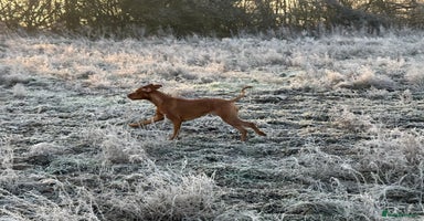 Hungarian Vizsla dogs - Advert 1