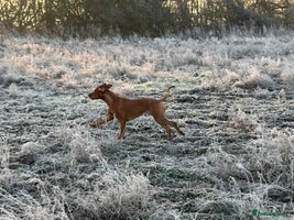 Hungarian Vizsla dogs - Advert 1