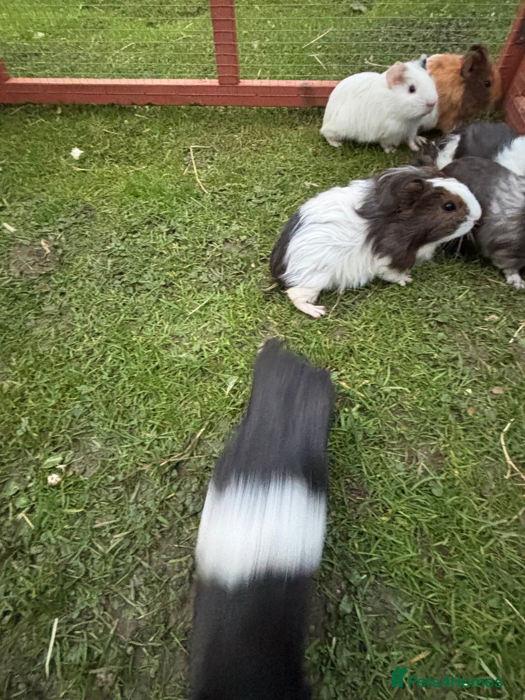 Guinea Pig rodents for sale: Baby guinea pigs  - Advert 10