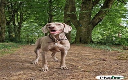 Weimaraner dogs for sale: Exceptional litter of Weimaraner puppies  - Image 36