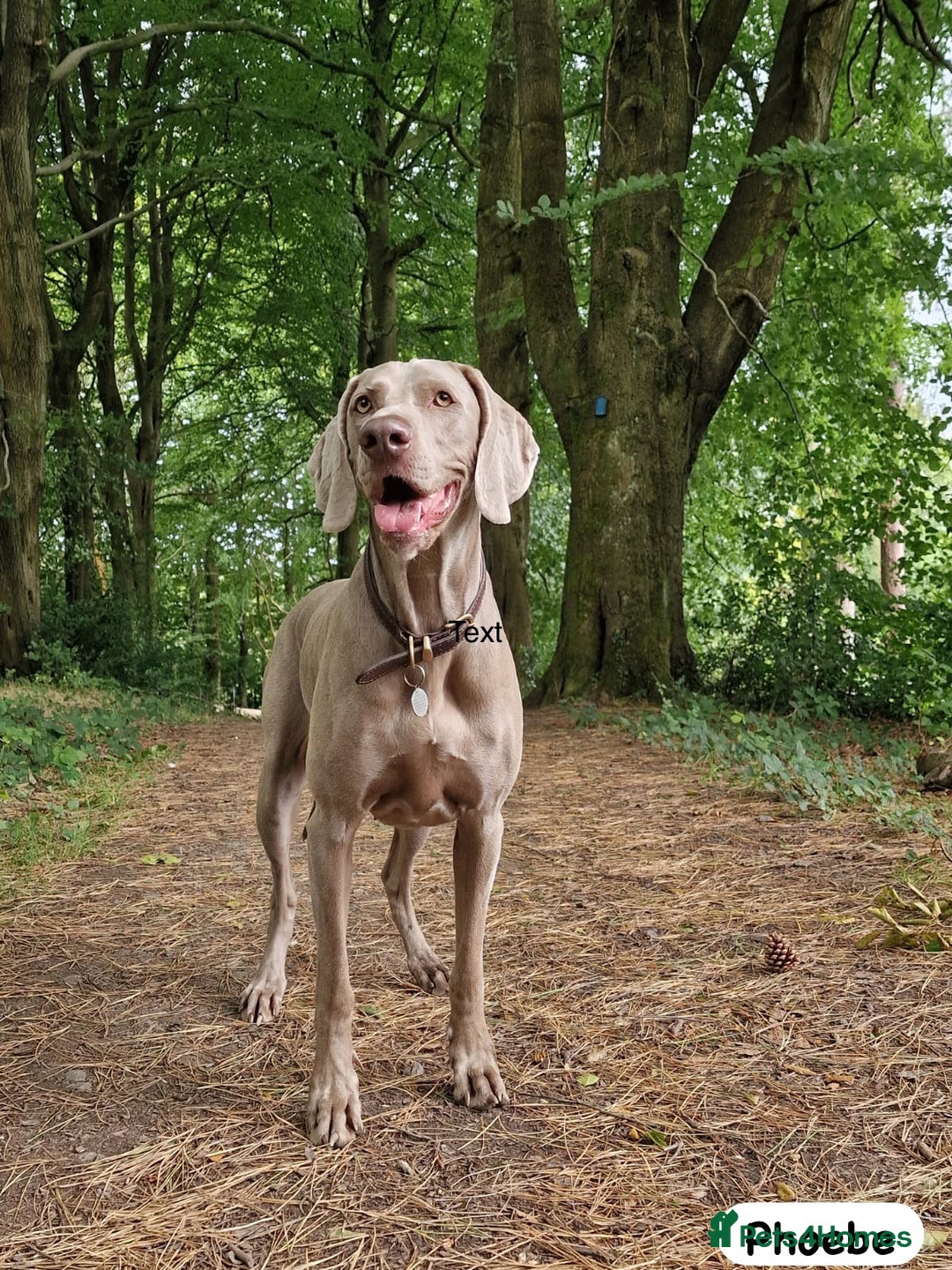 Weimaraner dogs for sale: Exceptional litter of Weimaraner puppies  - Image 36