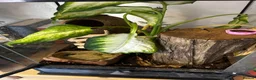 Gecko reptiles for sale: Crested Gecko in Colchester - Advert 5