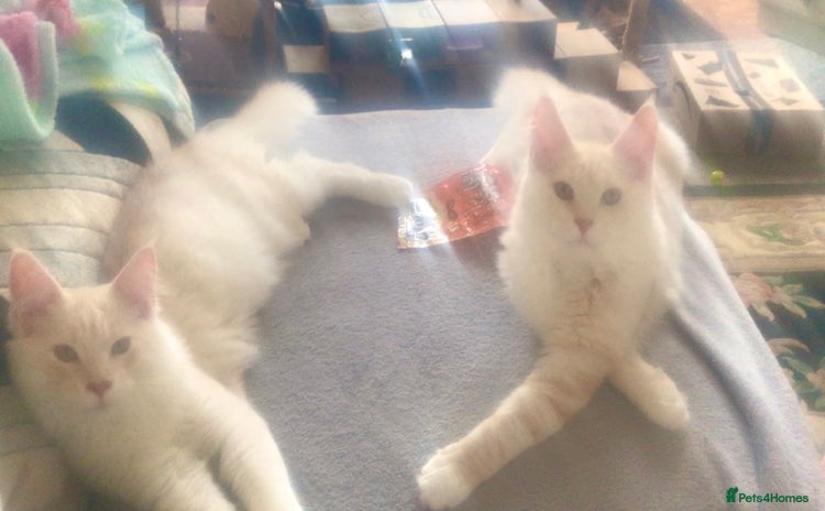 Maine Coon cats in Torquay - Advert 3
