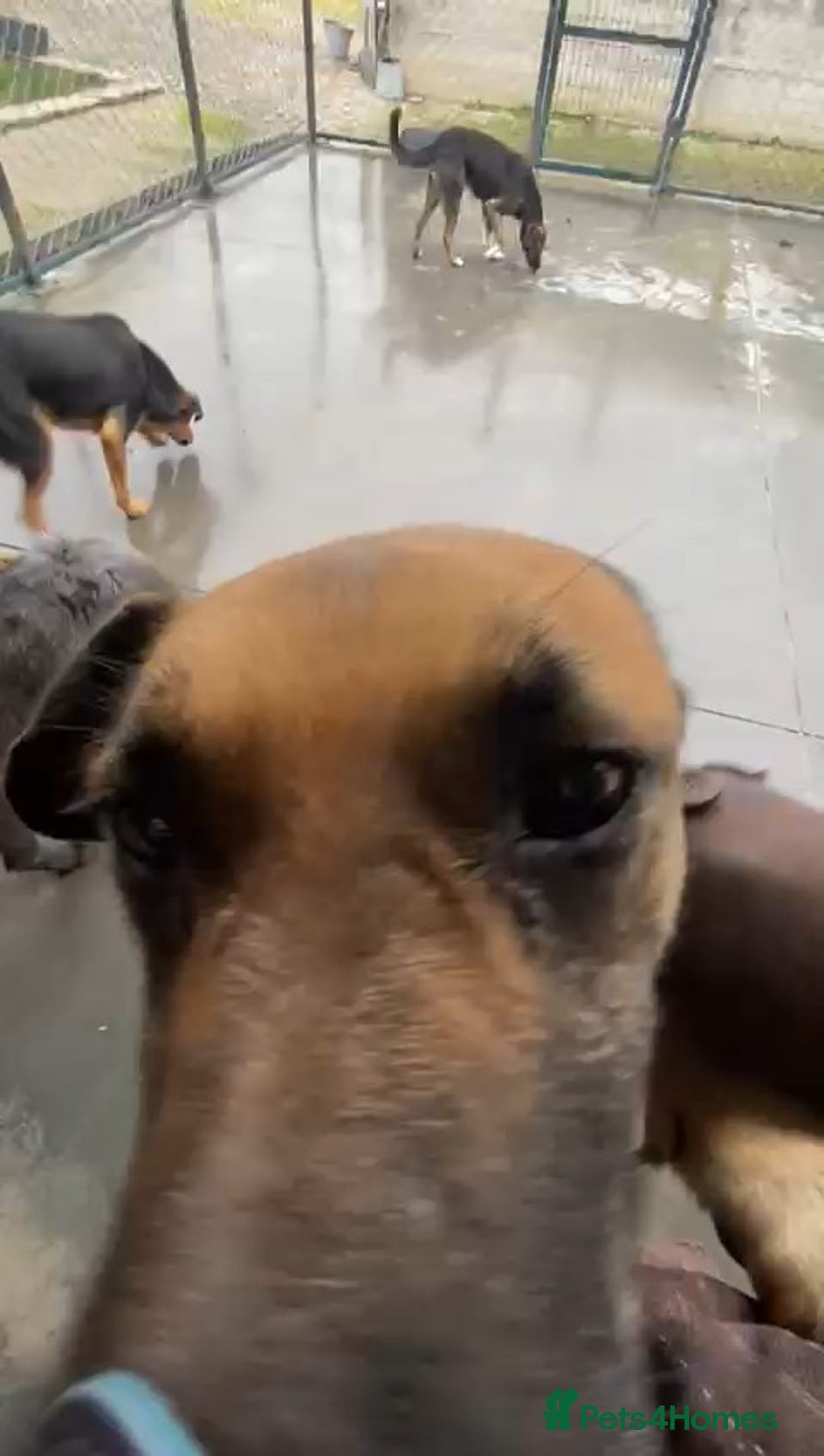 Mixed Breed dogs for adoption: Captain, 10 yrs old. Available for adoption. - Advert 3