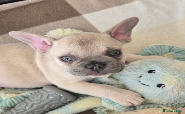 French Bulldog dogs - Advert 13