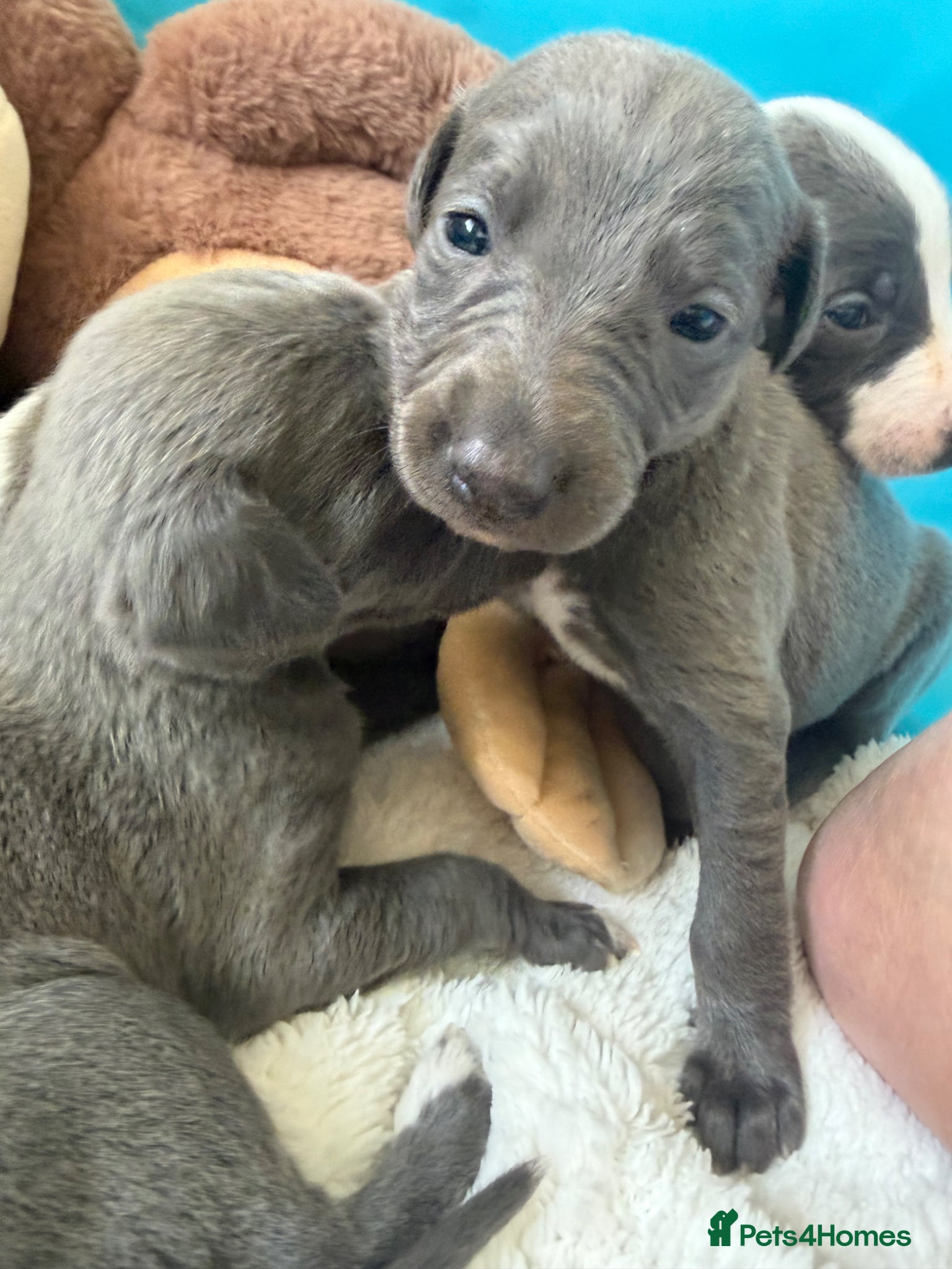 Whippet dogs Beautiful blue and blue and white whippet's  - Advert 3