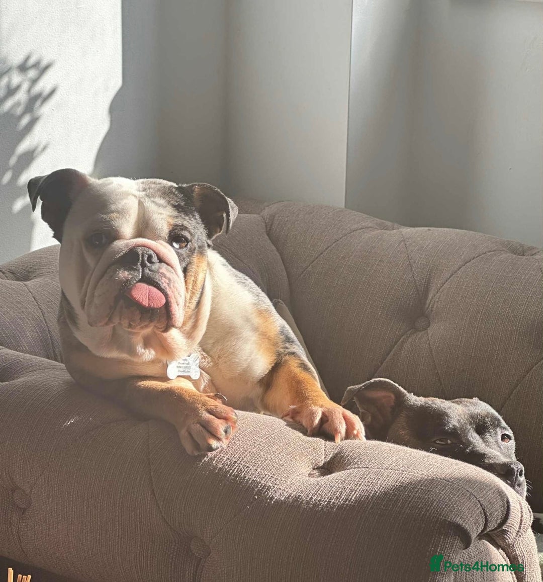 English Bulldog dogs for sale: Mable xx - Image 4
