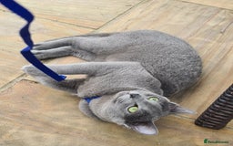 Russian Blue cats for sale: READY NOW! CHAMPION SIRED GCCF RUSSIAN BLUES 😍  in Markfield - Image 22